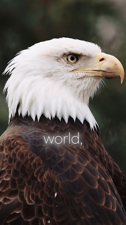 Eagle Eyes: The Science Behind Their Incredible Vision