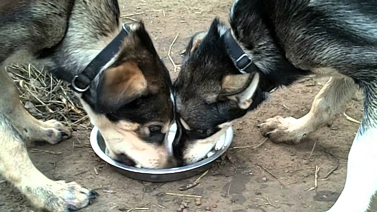 Sled dog pups eating YouTube