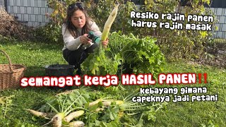 Download Lagu SEMANGAT KERJA HASIL PANEN‼️RAJIN PANEN HARUS RAJIN PULAK MASAK MP3 Download Lagu SEMANGAT KERJA HASIL PANEN‼️RAJIN PANEN HARUS RAJIN PULAK MASAK MP3