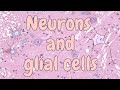Neurons and Glial Cells in the Spinal Cord Structure and Function