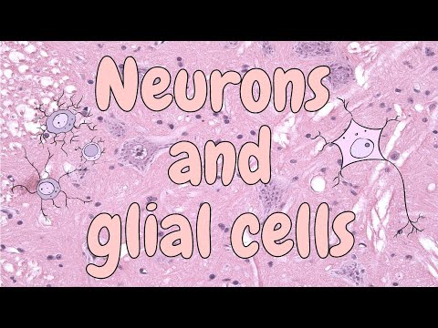 Neurons and glial cells (spinal cord) - nervous tissue histology