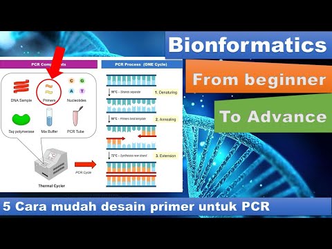 Video: Apa fungsi primer dalam PCR?