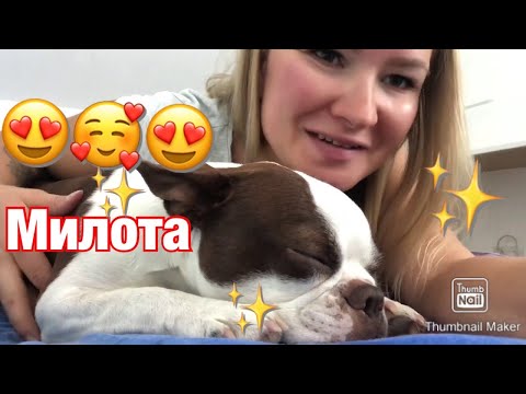 Милая собака | немного о Бостон Терьерах | cute Boston Terrier