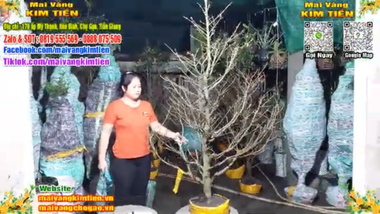 Phôi Mai Thủ Đức Giá Rẻ Bao Ship Bao Sống Toàn Quốc - Mai Vàng Kim Tiền Chợ Gạo