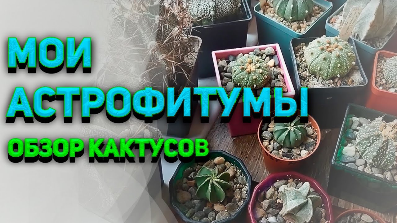 Кактус Астрофитум. Astrophytum. Мои Астрофитумы. Уход за кактусом ...