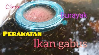 cara perawatan burayak ikan gabus #budidayaikangabus
