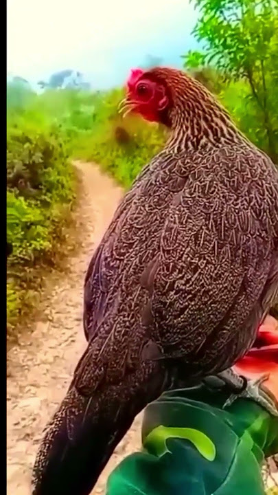 SUARA PANGGILAN PIKAT BETINA AYAM HUTAN #ayamhutan  #garung #chicken