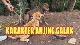 ANJING UMUR 4 BULAN BERANI LAWAN KING FLOKI ‼