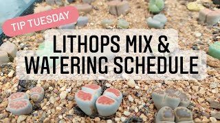 Lithops Mix & Watering Schedule