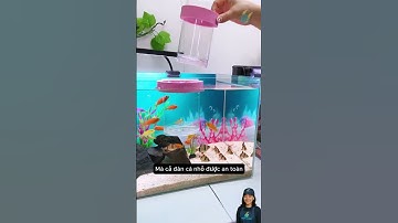 Bảo vệ cá con hiệu quả với hộp cách ly | Clear Isolation Box for Baby Fish Safety #shorts