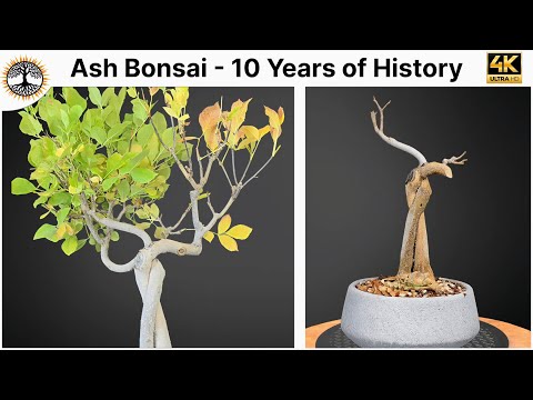 Ash Bonsai Tree - 10 Years of History