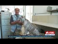 Así Decomisaron a una Cría de Tigre de Bengala Albino en Iztapalapa, CDMX