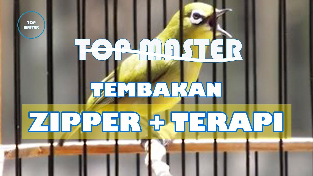 Putar Saat Burung Dibunyikan Masteran Pleci Zipper Plus