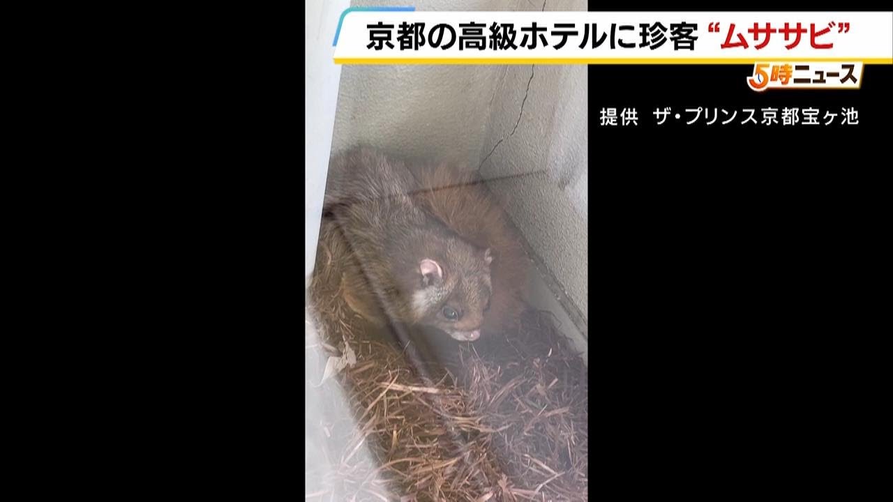 ホテルに“珍しいお客様”　ムササビ親子が『一泊７万円超のダブルルーム』に約１か月滞在　「巣立ってくれることを期待しつつ、さみしくなるなと」（2024年5月24日）