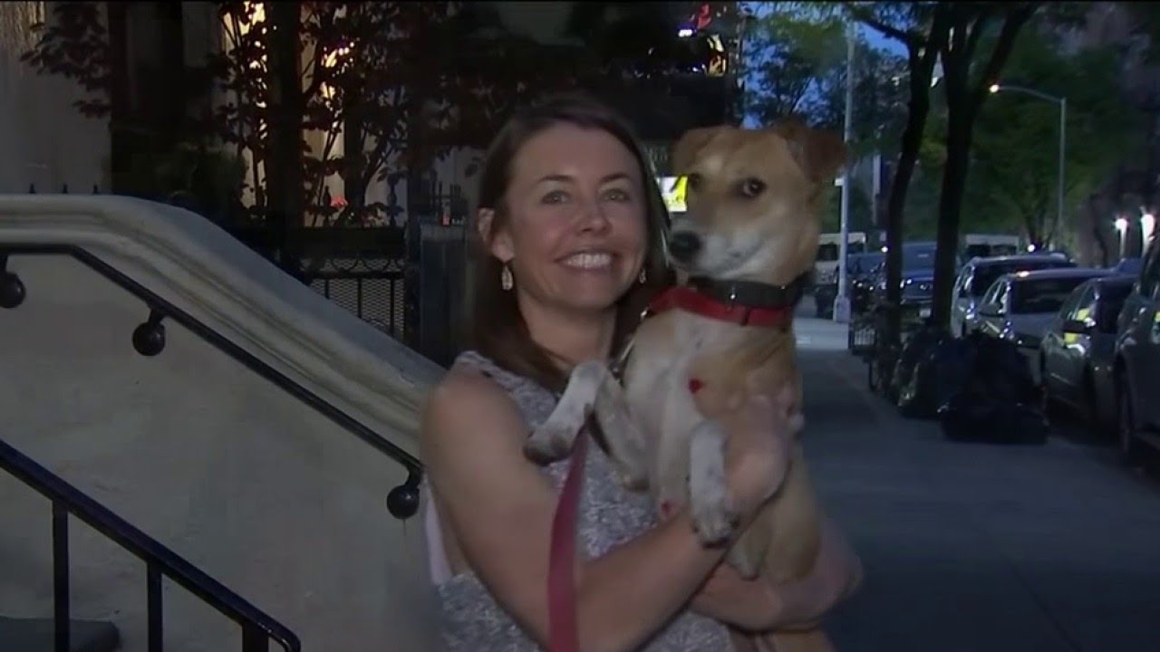 Dog Lost in Manhattan Found Seven Days Later in Queens | NBC New York ...