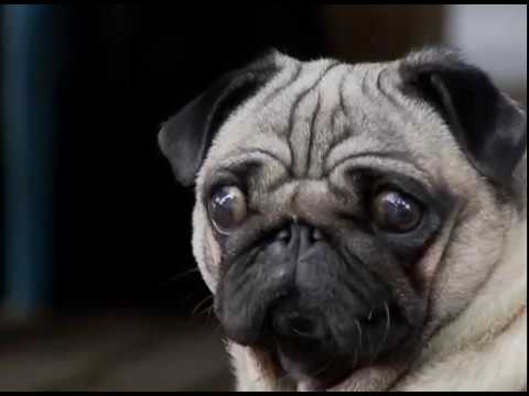 Benefícios que cães trazem à vida das pessoas