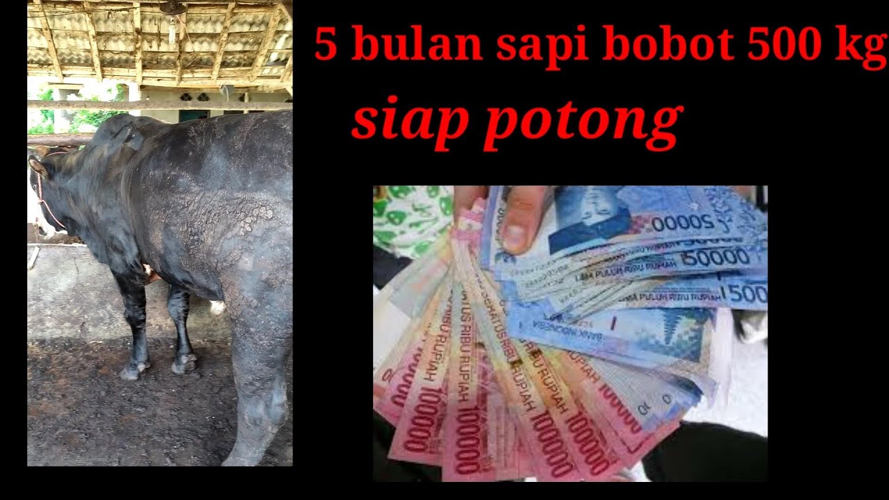 Ciri-ciri sapi berbobot 500 kg - YouTube