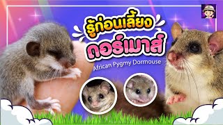 ดอร์เมาส์ กระรอกจิ๋ว รู้ก่อนเลี้ยง # Dormouse