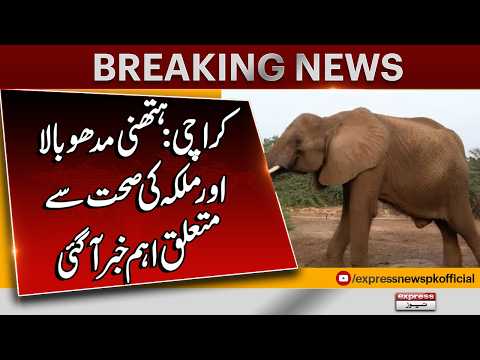 Karachi Safari Park Elephant Madhubala Health Update - Latest News Breaking News