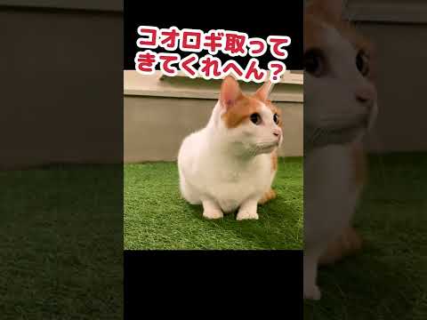 コオロギを取れない先輩猫にブチ切れまくる猫 #Shorts