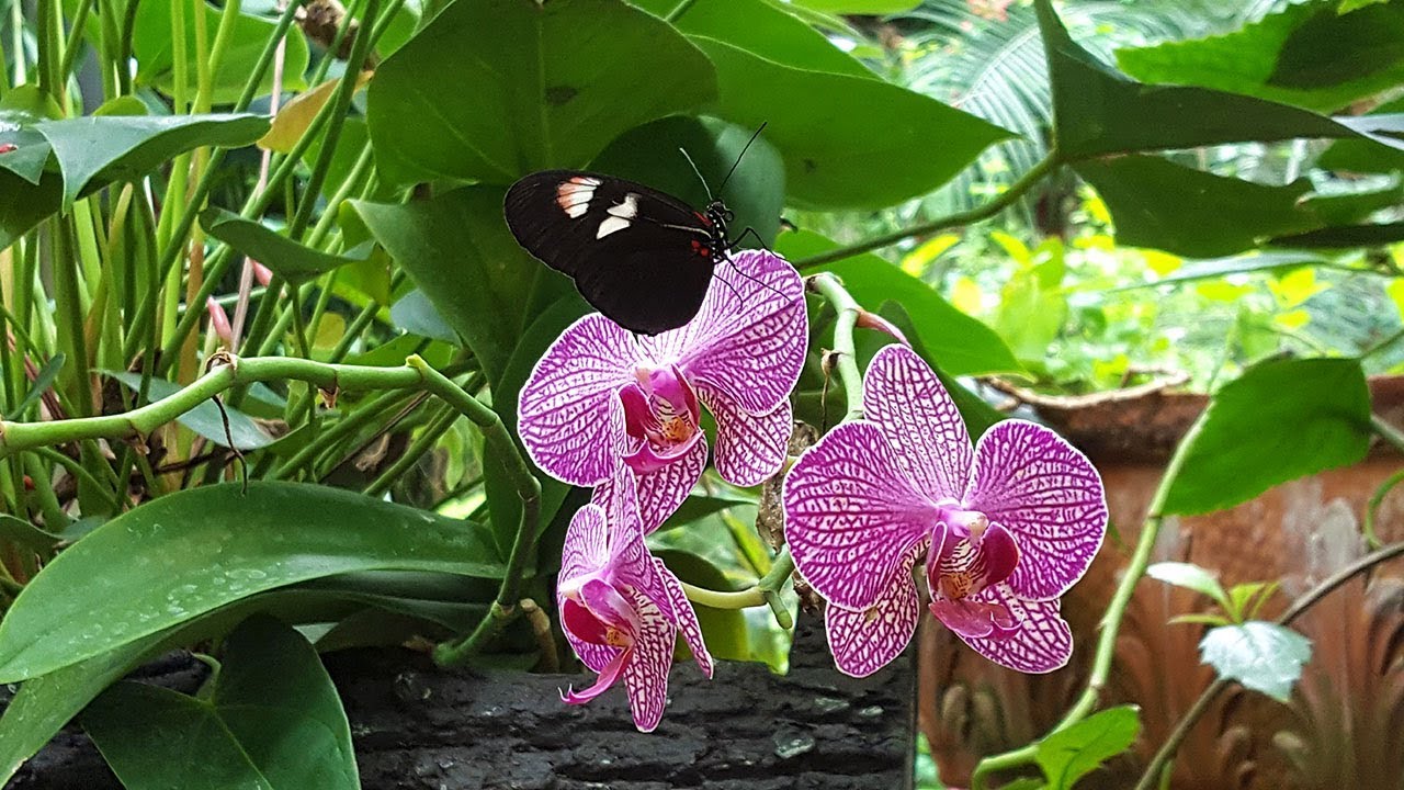 Texas Discovery Gardens Butterfly House Dallas, Texas YouTube