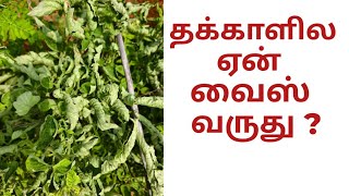 தக்காளி ல ஏன் வைரஸ் வருது Tomato virus 