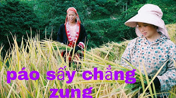 điệu hát páo zung người dao đỏ/cuộc sống  mùa vàng vùng Cao/lUMIENZUNG
