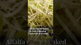Alfalfa sprout linked to food-poisoning outbreak in 15 states