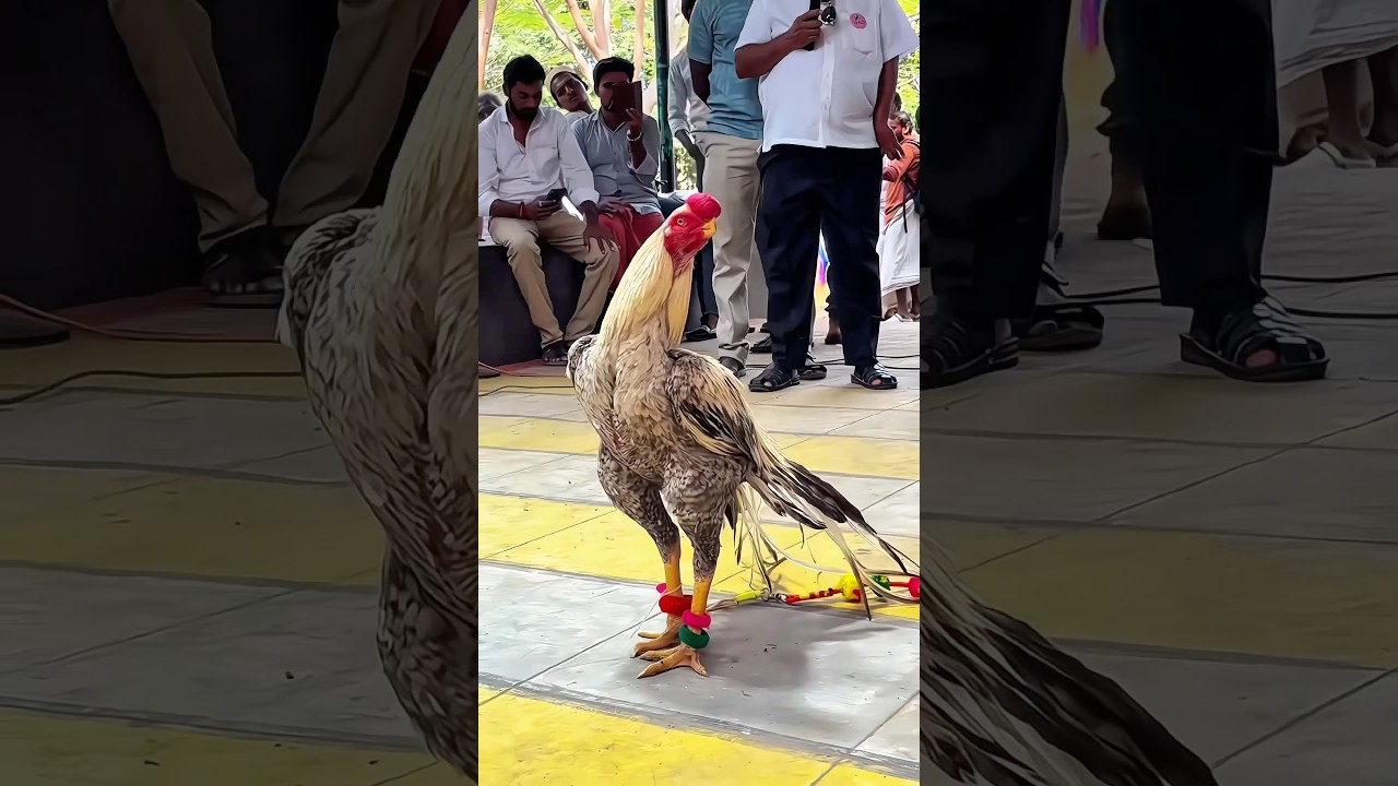 Parrot Beak Fantail Aseel Rooster | Dindigul Exhibition 2026 Highlight | Nayak Aseel Breeds