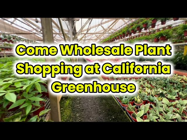 Come Wholesale Houseplant and Cactus Shopping at California Greenhouses