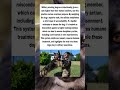 Military Dogs Outrank Their Handlers, The Real Reason Will Shock You