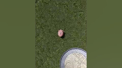 Euro Coin Loop! #infinite #loop #euro #money #coin #piggybank #macro #relax #satisfying #discover