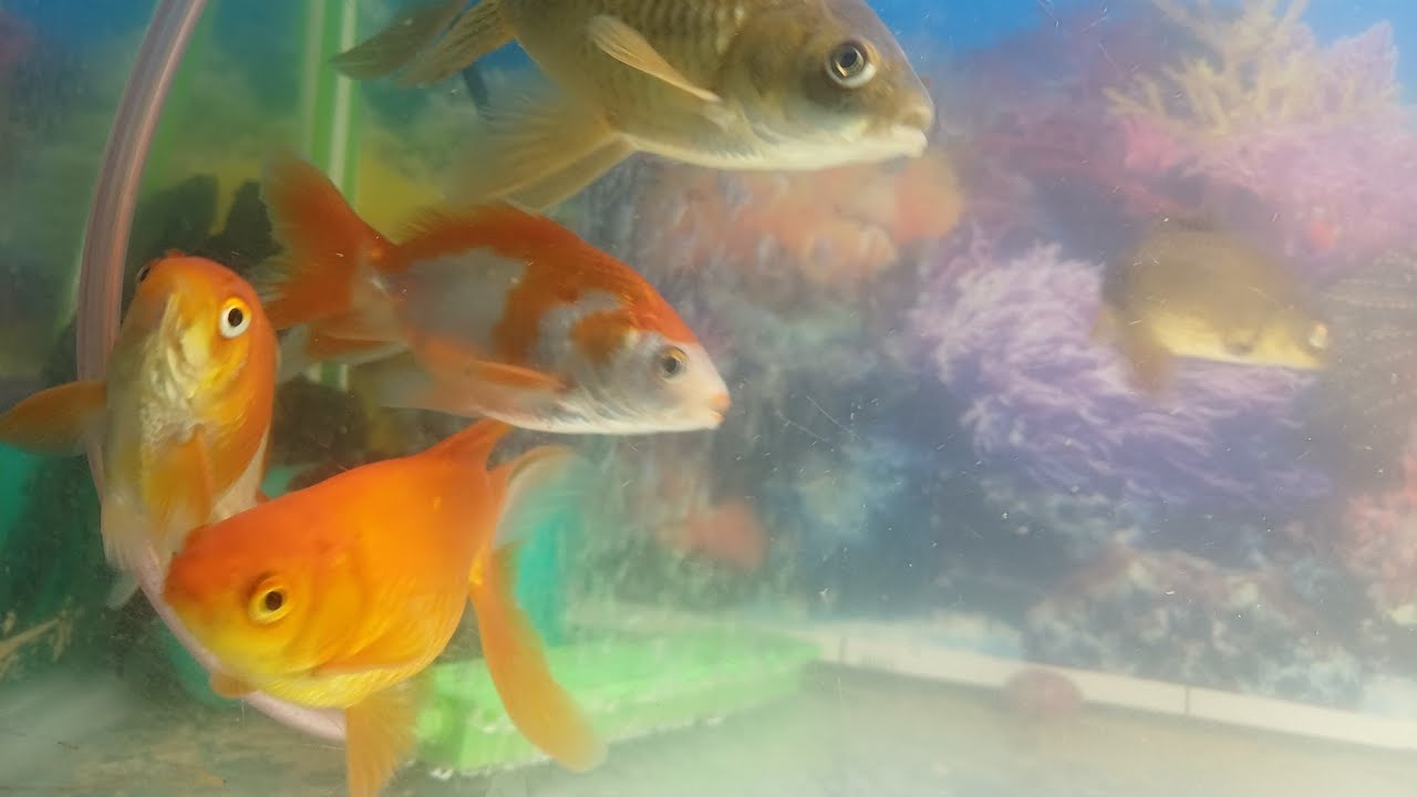 hello friend's aaj aur humare ghar new fish aaye hai 😄 😀