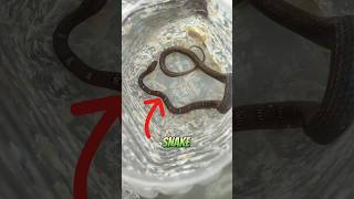 Rescue Mission of a Snake #shorts #snake