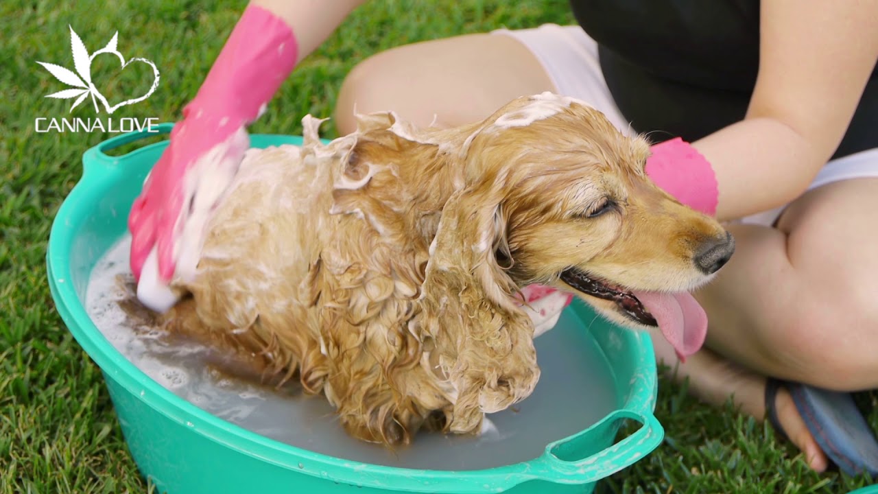 CannaLove Allergy & Itch Relief Shampoo