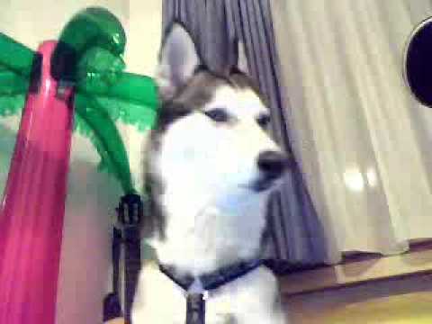 Funny Husky, Funny Dog, Funny Animal, Talking Dog,...