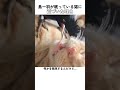 寝ている猫に近づく鳥、その理由が！ #猫 #鳥 #動物 #面白い #癒し #shorts #可愛い #あるある #爆笑