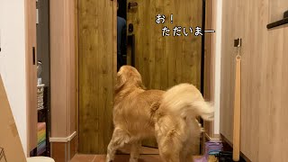 パパが帰ってくるのを、ずっと玄関で待っててくれる愛犬【ゴールデンレトリバー】 by もふもふゴールデンレトリバー 13,497 views 5 days ago 3 minutes, 59 seconds