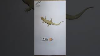 realistic lizard drawing | indian house gecko #shorts #3d