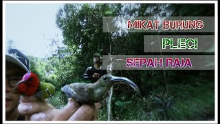 Mikat Burung Pleci dan Sepah Raja dapat Burung Paruh Panjang