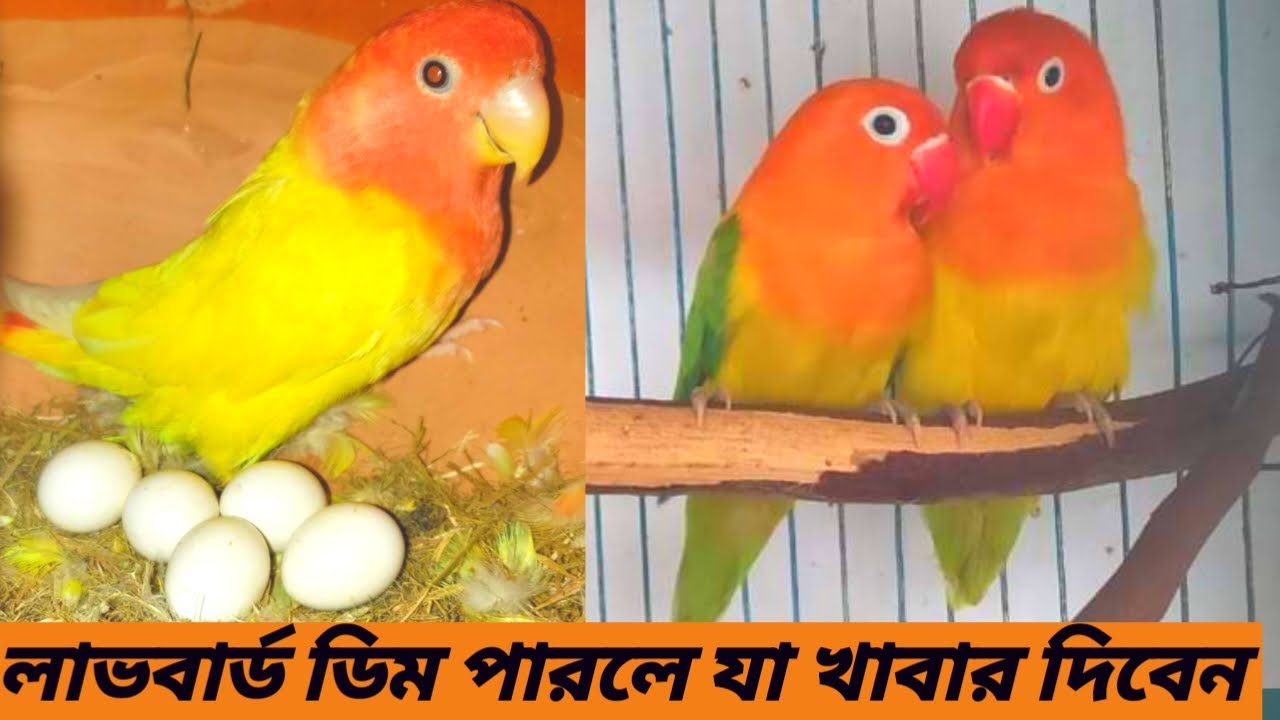 লাভ বার্ড পাখি ডিম দেয়ার পরে কি করনীয় how to love birds egg/how to