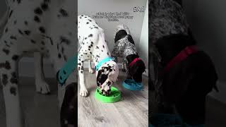 Feeding future big dogs