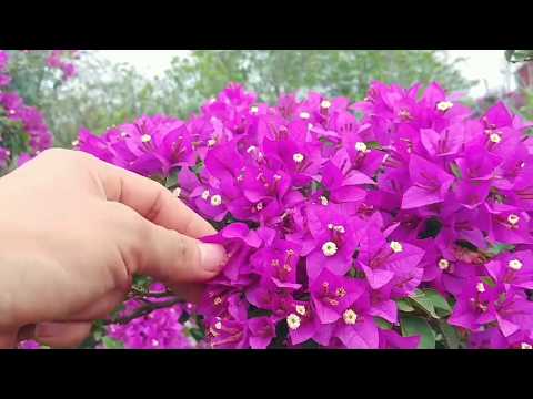 Video Cách làm cây hoa giấy ra hoa nở trước tết vào tết - youtube