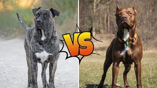 Pitbull vs. de Presa Canario:Which breed will win?