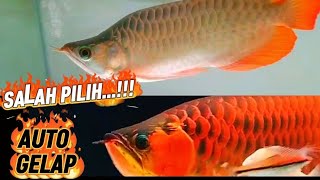 EDUKASI || JGN SALAH PILIH...AUTO IKAN KESAYANGAN JADI GELAAPP...!!!
