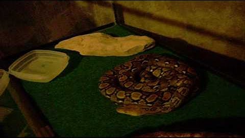 Jesabell, My reticulated Python