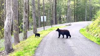 #MotherlyLove The Incredible Mama Bear and Her Two Cubs in Their Natural Habitat