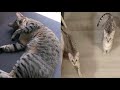 CHARMING EGYPTIAN MAU CATS の動画、YouTube動画。