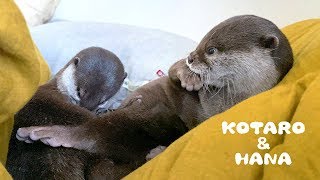 カワウソコタローとハナ　朝起きると横でひっくり返って寝てる　Otter Kotaro&Hana Can't Get Out of Bed in the Morning