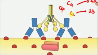 PATHOLOGY LECTURES , INFLAMMATION Part 8 , chem med COMPLEMENT SYSTEM